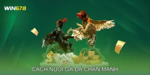 Cách Nuôi Gà Đá Chân Mạnh Vượt Trội Trong Mọi Trận Đấu