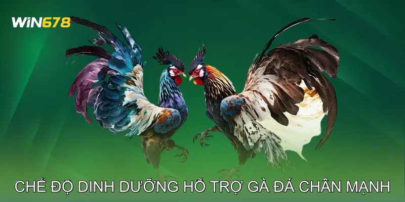 Cách Nuôi Gà Đá Chân Mạnh Vượt Trội Trong Mọi Trận Đấu 4 Chế Độ Dinh Dưỡng Hỗ Trợ Gà Đá Chân Mạnh