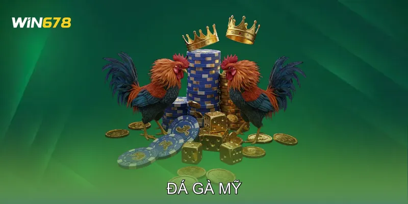 Đá Gà Mỹ Học Hỏi Kỹ Thuật Qua Các Trận Đấu Thực Chiến 9 Đá Gà Mỹ Học Hỏi Kỹ Thuật Qua Các Trận Đấu Thực Chiến