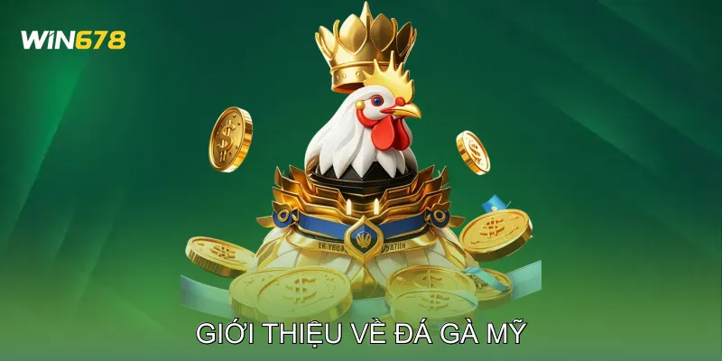 Đá Gà Mỹ Học Hỏi Kỹ Thuật Qua Các Trận Đấu Thực Chiến 2 Giới thiệu về Đá Gà Mỹ