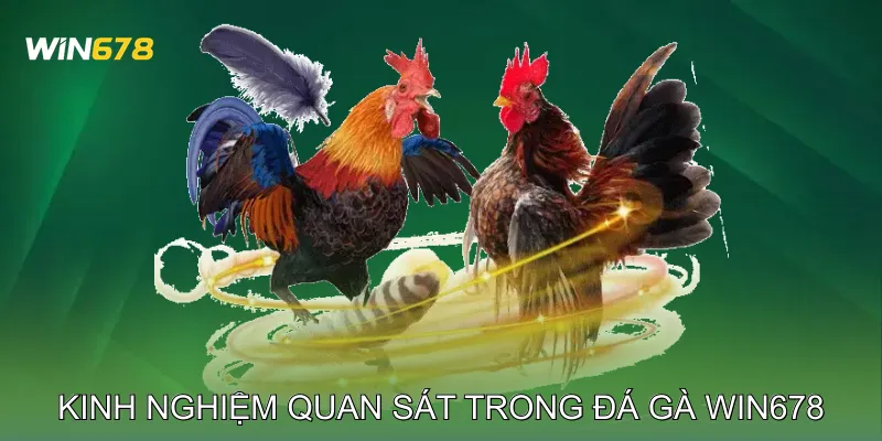 Đá Gà Win678 Cập Nhật Kết Quả Minh Bạch Từng Trận 4 Kinh nghiệm quan sát trong Đá gà Win678