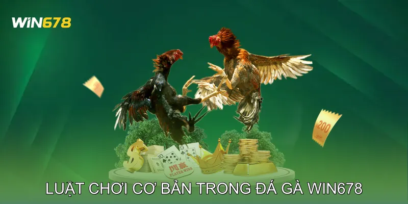 Đá Gà Win678 Cập Nhật Kết Quả Minh Bạch Từng Trận 3 Luật chơi cơ bản trong Đá gà Win678